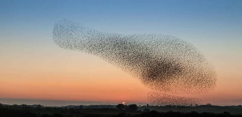 murmuration, танец скворцов