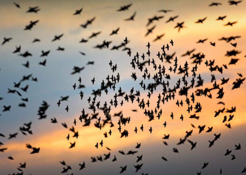 murmuration о котором вы знаете