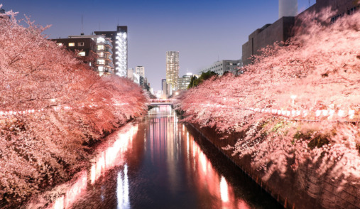 SAKURA of Meguro River